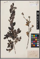 Foto von Salix aurita L.